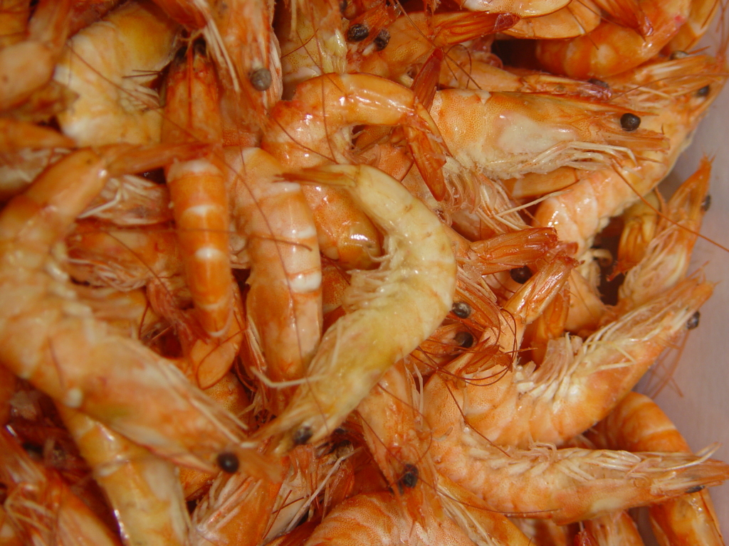 Nuevas materias primas con las que rentabilizar la pesca En portada Industrias Pesqueras