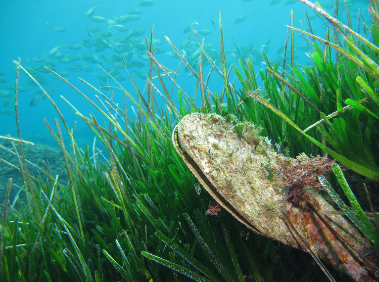 Expertos en acuicultura analizan la mortandad de la Pinna nobilis en el Mediterráneo Última Expertos en acuicultura analizan la mortandad de la Pinna nobilis en el Mediterráneo Última