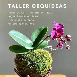 Taller de kokedamas orquídea