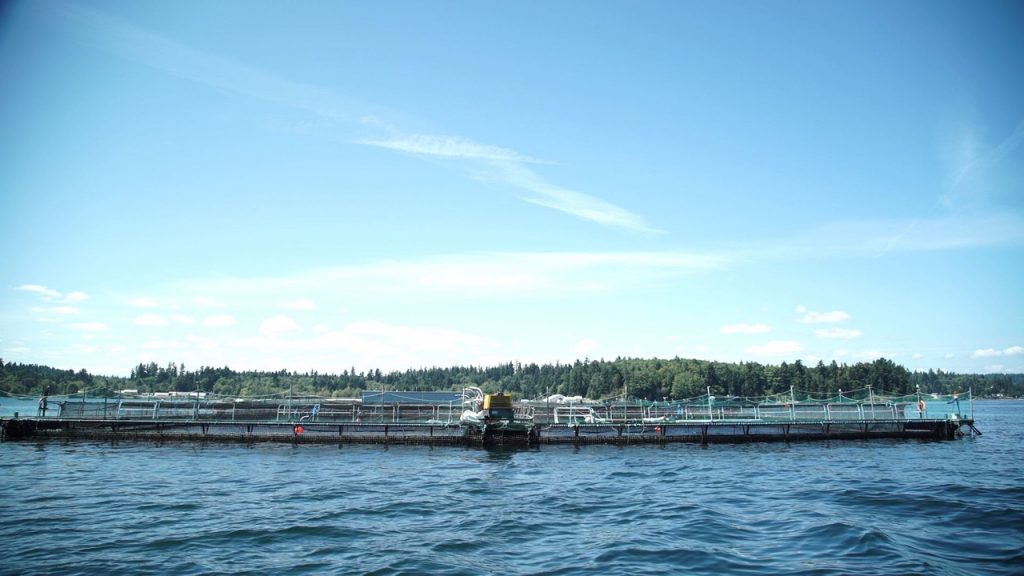 Luz verde a Cooke Aquaculture para criar trucha arco iris en el