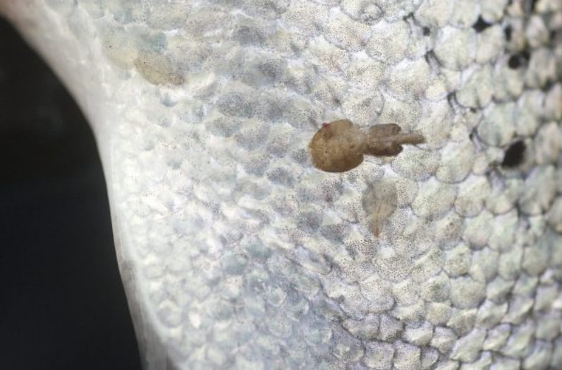 Tecnología CRISPRCas9 para luchar contra el