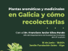 Plantas arómaticas y medicinales en Galicia y cómo recolectarlas