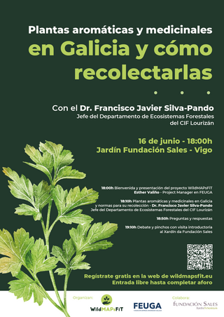 Plantas arómaticas y medicinales en Galicia y cómo recolectarlas