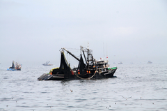 Buques peruanos capturando anchoveta. Foto: Ministerio de la Producción. 