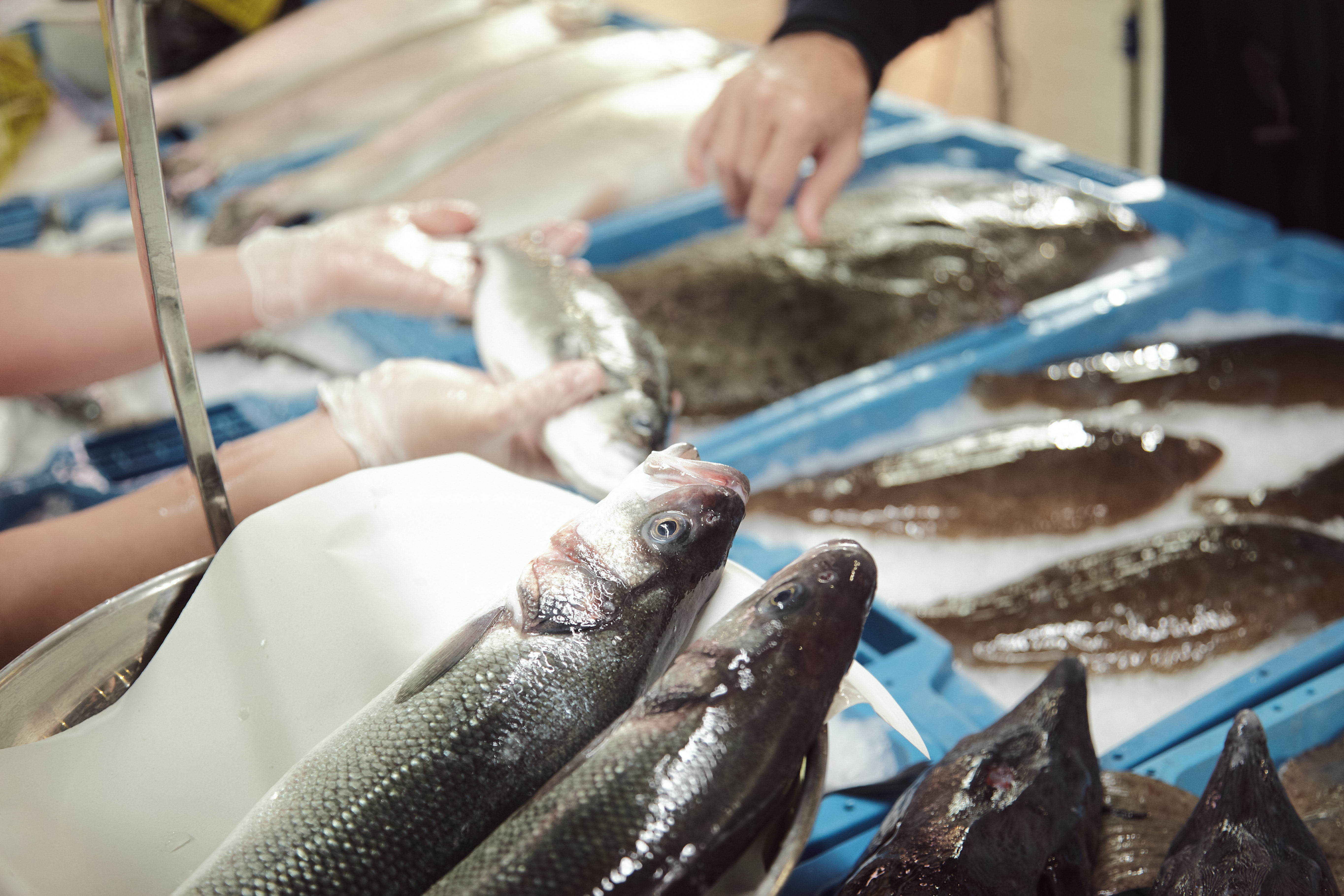 Los pescados y mariscos están presentes en el 92 % de las cestas de la  compra de los españoles - En Portada - Noticias web y revista digital de  acuicultura. Publicación